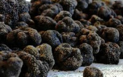 SYNDICAT DE PRODUCTEURS DE TRUFFES NOIRES DU HAUT-VAR